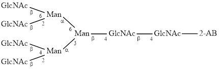 A4 glycan, 2-AB labelled